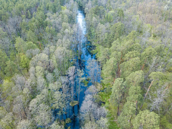 Baharda yeşil ağaçların arasında akarsu. Hava aracı görünümü.