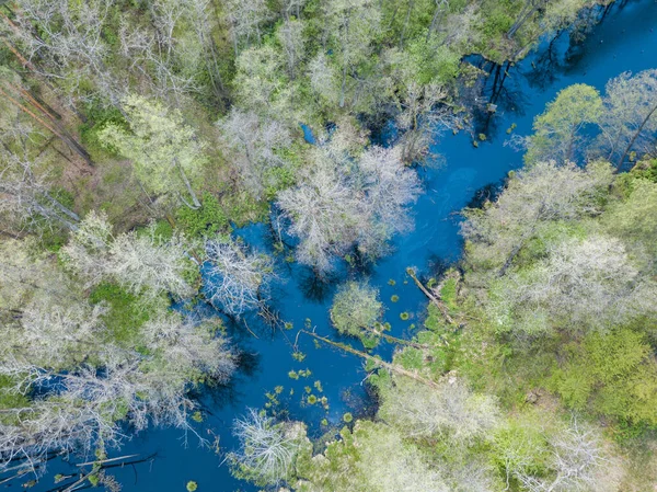 Potok Mezi Zelenými Stromy Jaře Zobrazení Leteckých Dronů — Stock fotografie