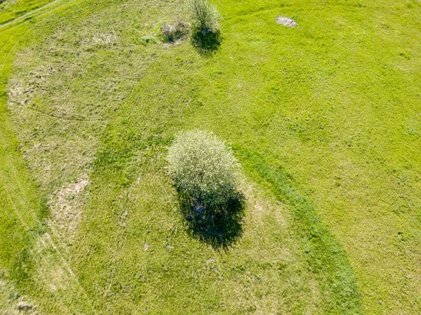 Zöld Bokor Réten Tavasszal Légi Drónra Néző — Stock Fotó