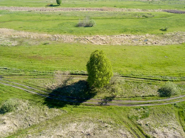 Groene Struik Wei Het Voorjaar Luchtdrone Zicht — Stockfoto