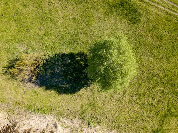 Zielony Krzak Łące Wiosną Widok Drona Powietrza — Zdjęcie stockowe