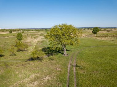 Yeşil çayırdaki ağaç. Hava aracı görünümü.