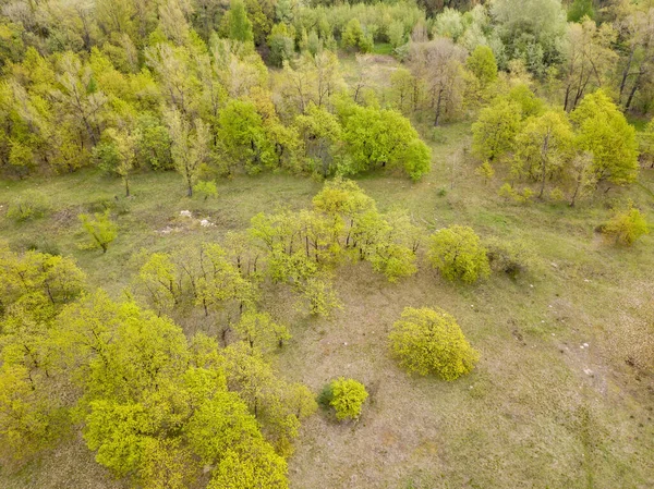 春天的绿色森林 空中无人驾驶飞机视图 — 图库照片