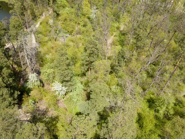 Floresta Verde Primavera Vista Aérea Drones — Fotografia de Stock