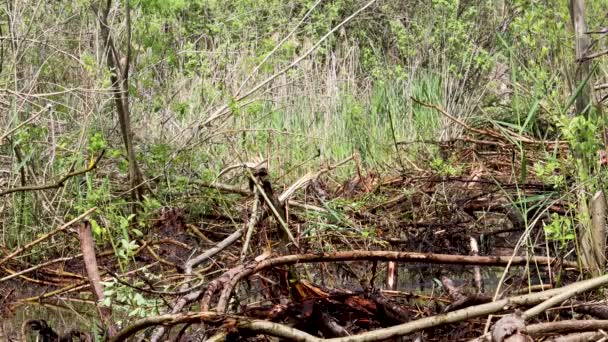 Sherp Rescue Jest Ukraińskim Terenowym Amfibii Pojazdów Dla Szorstkiego Rozmokłego — Wideo stockowe