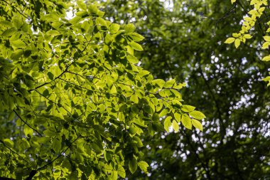 Güneş ışınlarında yeşil ağaç yaprakları.