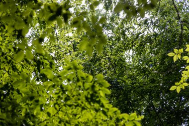 Güneş ışınlarında yeşil ağaç yaprakları.