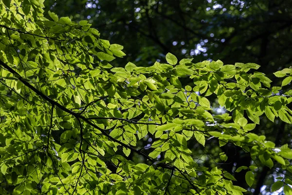 Green leaves of trees in the rays of the sun.