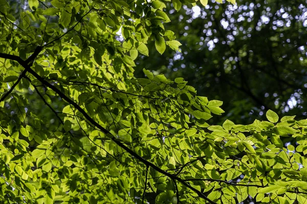 Green Leaves Trees Rays Sun —  Fotos de Stock