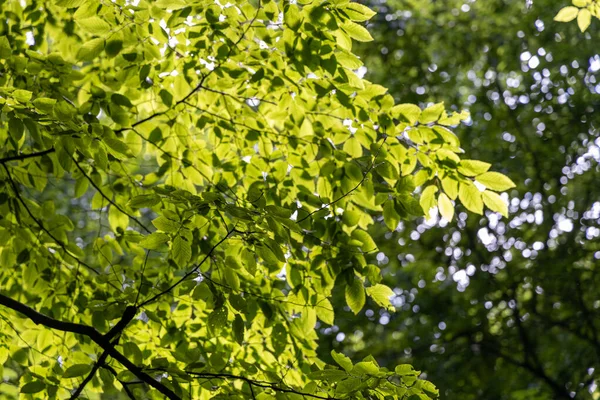 Grüne Blätter Von Bäumen Den Sonnenstrahlen — Stockfoto