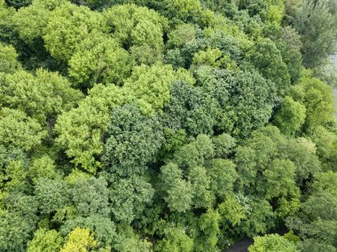 Yazın yeşil orman. Hava aracı görünümü.