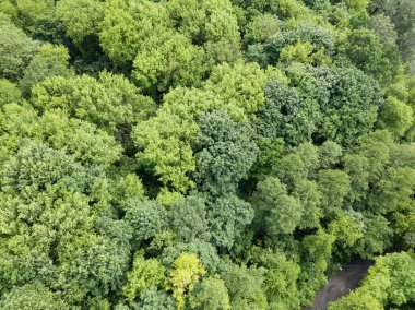 Yazın yeşil orman. Hava aracı görünümü.