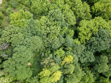 Yazın yeşil orman. Hava aracı görünümü.