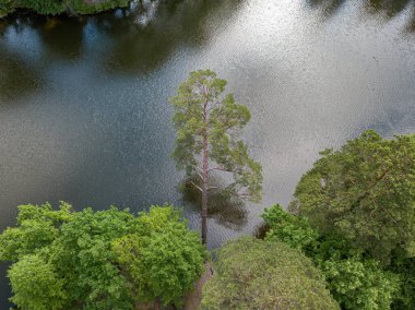 Nehrin üzerinde çam ağacı var. Hava aracı üst görünümü.