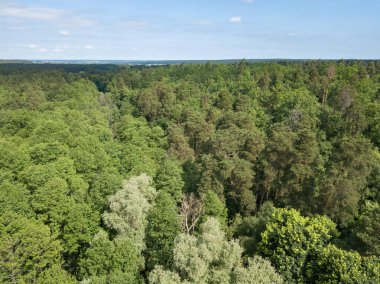 Yazın yeşil orman. Hava aracı görünümü.
