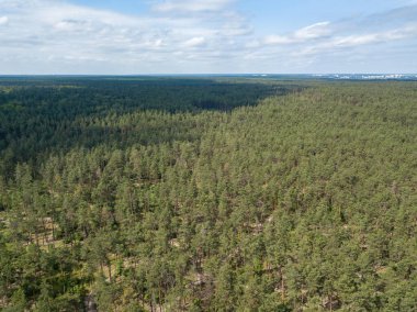 Yazın yeşil orman. Hava aracı görünümü.