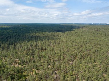 Yazın yeşil orman. Hava aracı görünümü.