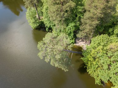 Nehrin üzerinde çam ağacı var. Hava aracı üst görünümü.