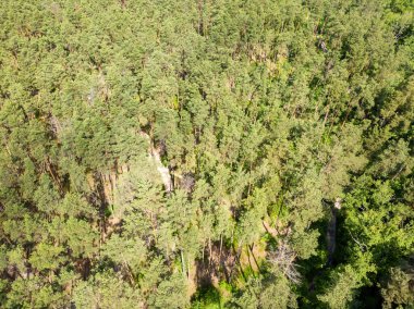 Yazın yeşil orman. Hava aracı görünümü.