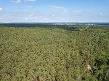 Yazın yeşil orman. Hava aracı görünümü.
