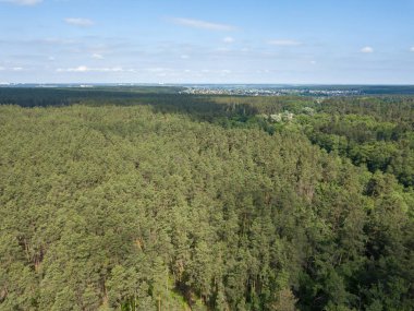 Yazın yeşil orman. Hava aracı görünümü.