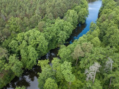 Baharda yeşil ağaçların arasında akarsu. Hava aracı görünümü.