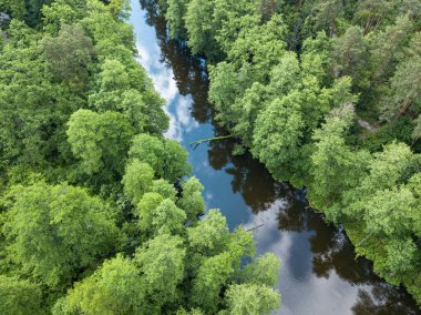 Baharda yeşil ağaçların arasında akarsu. Hava aracı görünümü.