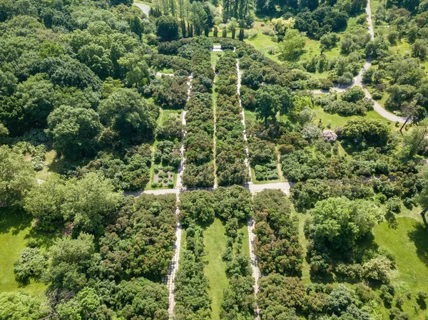Путь Между Зелеными Деревьями Воздушный Беспилотник — стоковое фото