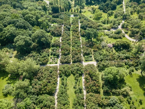 Camino Entre Árboles Verdes Vista Aérea Del Dron —  Fotos de Stock