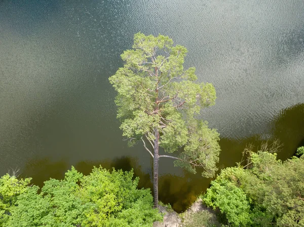 河上的松树在倾斜 空中无人侦察机俯瞰 — 图库照片