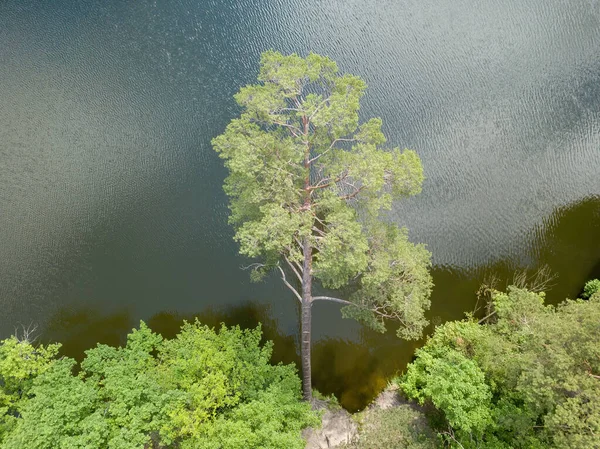 위에서 소나무를 재배하고 드론의 꼭대기 — 스톡 사진
