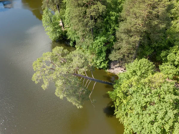 Nehrin Üzerinde Çam Ağacı Var Hava Aracı Üst Görünümü — Stok fotoğraf