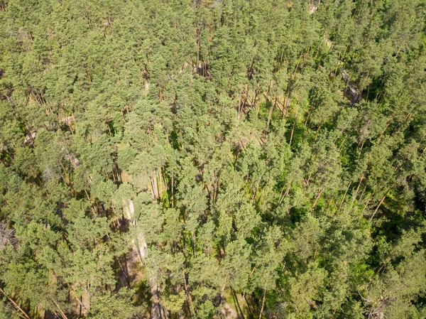 Floresta Verde Verão Vista Aérea Drones — Fotografia de Stock