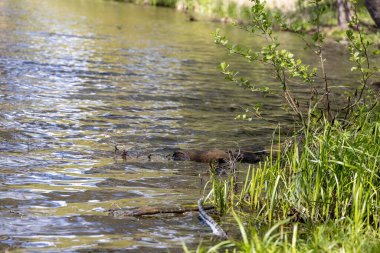 Drake ördeği gölde yüzüyor. Yaz günü.