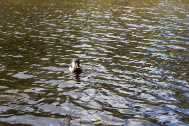 Drake ördeği gölde yüzüyor. Yaz günü.