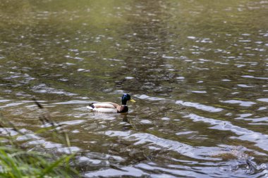 Drake ördeği gölde yüzüyor. Yaz günü.