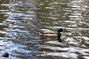 Drake ördeği gölde yüzüyor. Yaz günü.