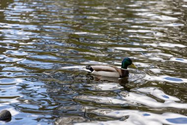 Drake ördeği gölde yüzüyor. Yaz günü.