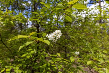 Baharda yeşil yapraklı arka planda meyve ağaçlarından oluşan beyaz çiçekler. Ayrıntılı makro görünüm.
