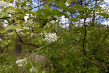 Baharda yeşil yapraklı arka planda meyve ağaçlarından oluşan beyaz çiçekler. Ayrıntılı makro görünüm.