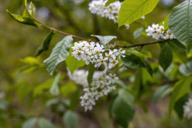 Baharda yeşil yapraklı arka planda meyve ağaçlarından oluşan beyaz çiçekler. Ayrıntılı makro görünüm.