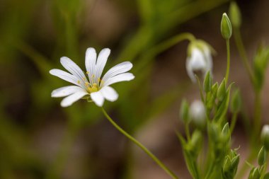 Anemon beyaz çiçek doğal bir arka planda. Ayrıntılı makro görünüm.