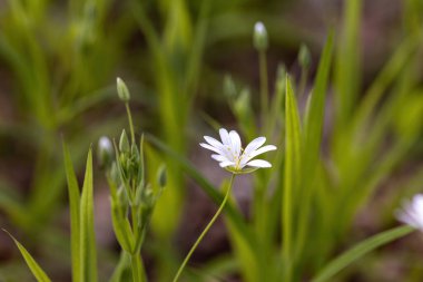 Anemon beyaz çiçek doğal bir arka planda. Ayrıntılı makro görünüm.