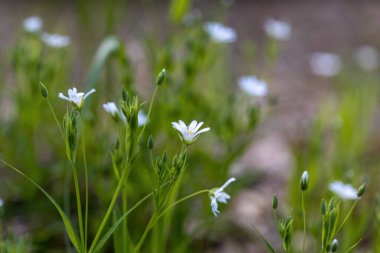 Anemon beyaz çiçek doğal bir arka planda. Ayrıntılı makro görünüm.