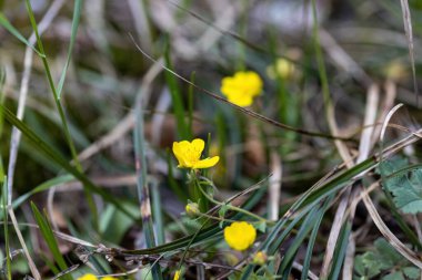 Çiçek sarısı çiçekli akşam çiçekleri doğal arka planda. Ayrıntılı makro görünüm.