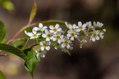 Baharda yeşil yapraklı arka planda meyve ağaçlarından oluşan beyaz çiçekler. Ayrıntılı makro görünüm.
