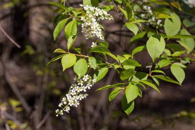 Baharda yeşil yapraklı arka planda meyve ağaçlarından oluşan beyaz çiçekler. Ayrıntılı makro görünüm.