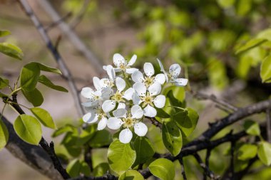Baharda yeşil yapraklı arka planda meyve ağaçlarından oluşan beyaz çiçekler. Ayrıntılı makro görünüm.