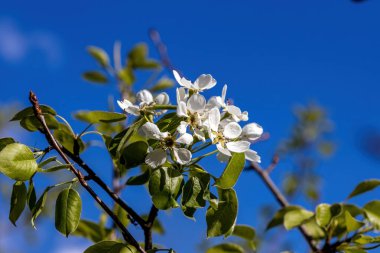 Baharda mavi gökyüzüne karşı meyve ağaçlarından oluşan beyaz çiçekler. Ayrıntılı makro görünüm.