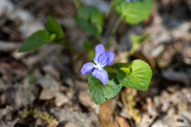 Viola cucullata mor çiçeği doğal bir arka planda. Ayrıntılı makro görünüm.